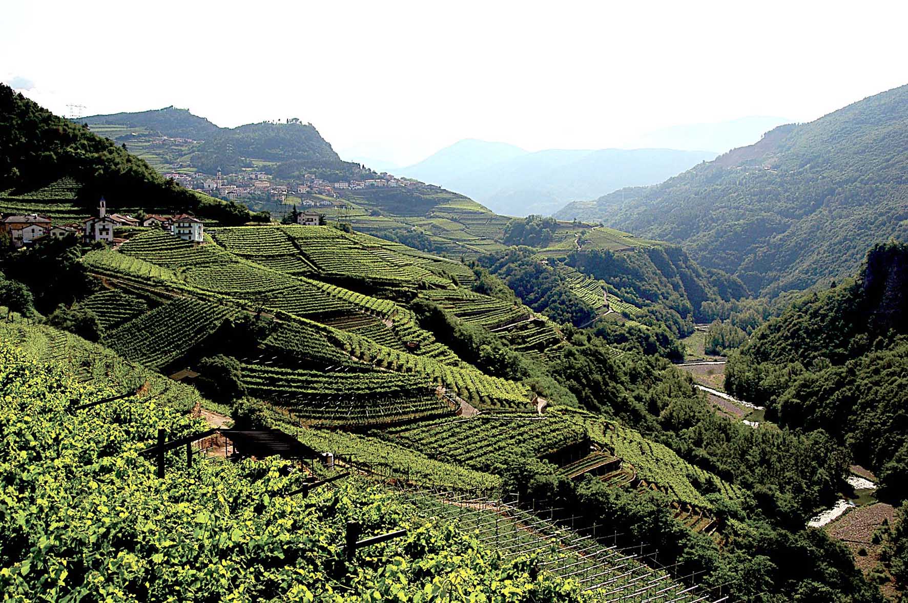 Cembra-mostra-Muller-Thurgau-vigneti-terrazzati-a-giovo-deflorian-ilnordest