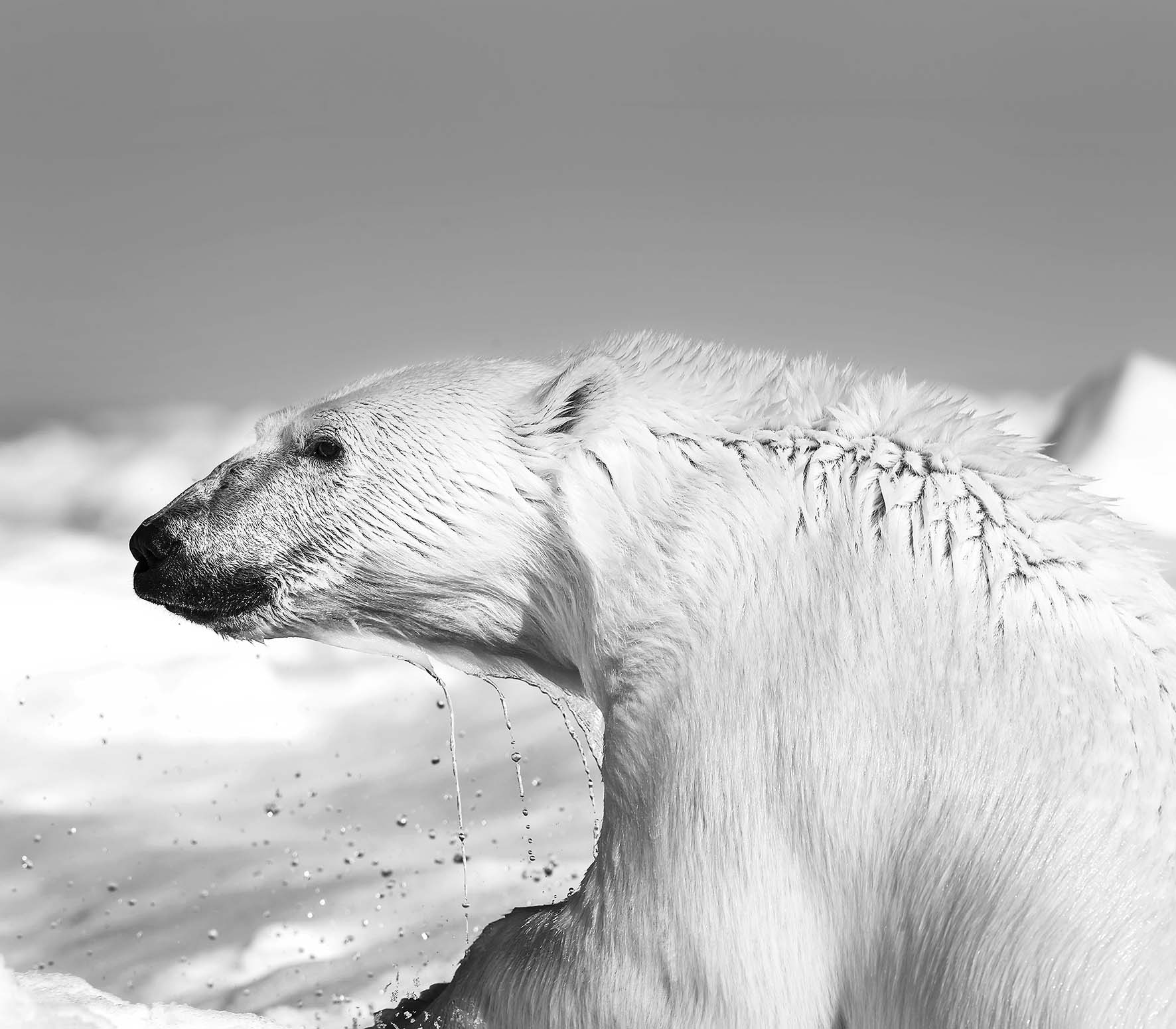 Mostra casa tre oci artico ultima frontiera orso polare Carsten Egevang West Greenland Thule 2013 Carsten Egevang