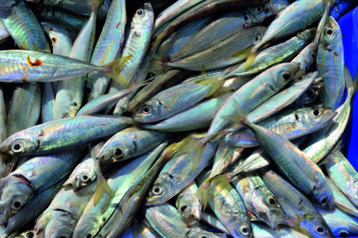 prodotti ittici pesce lavorato