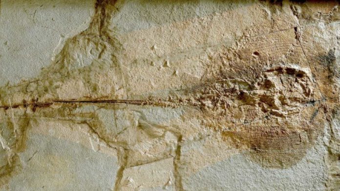 uova fossili di razza di mare